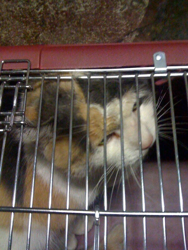 cotton in carrier going to new home